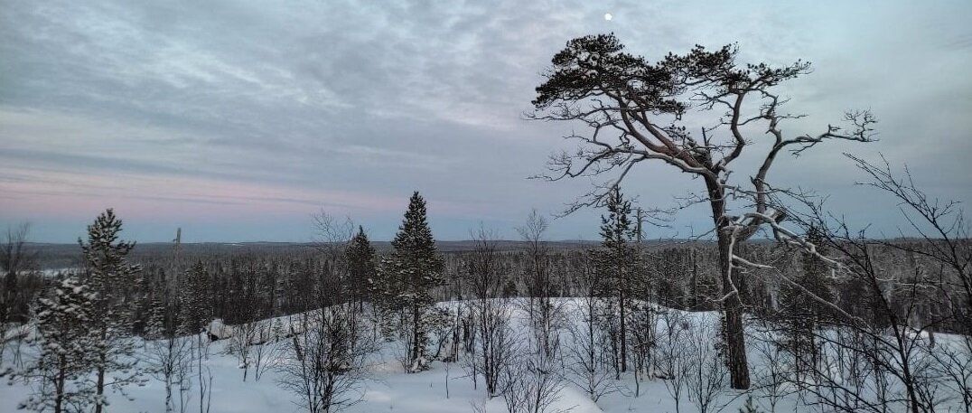 Терский таёжный