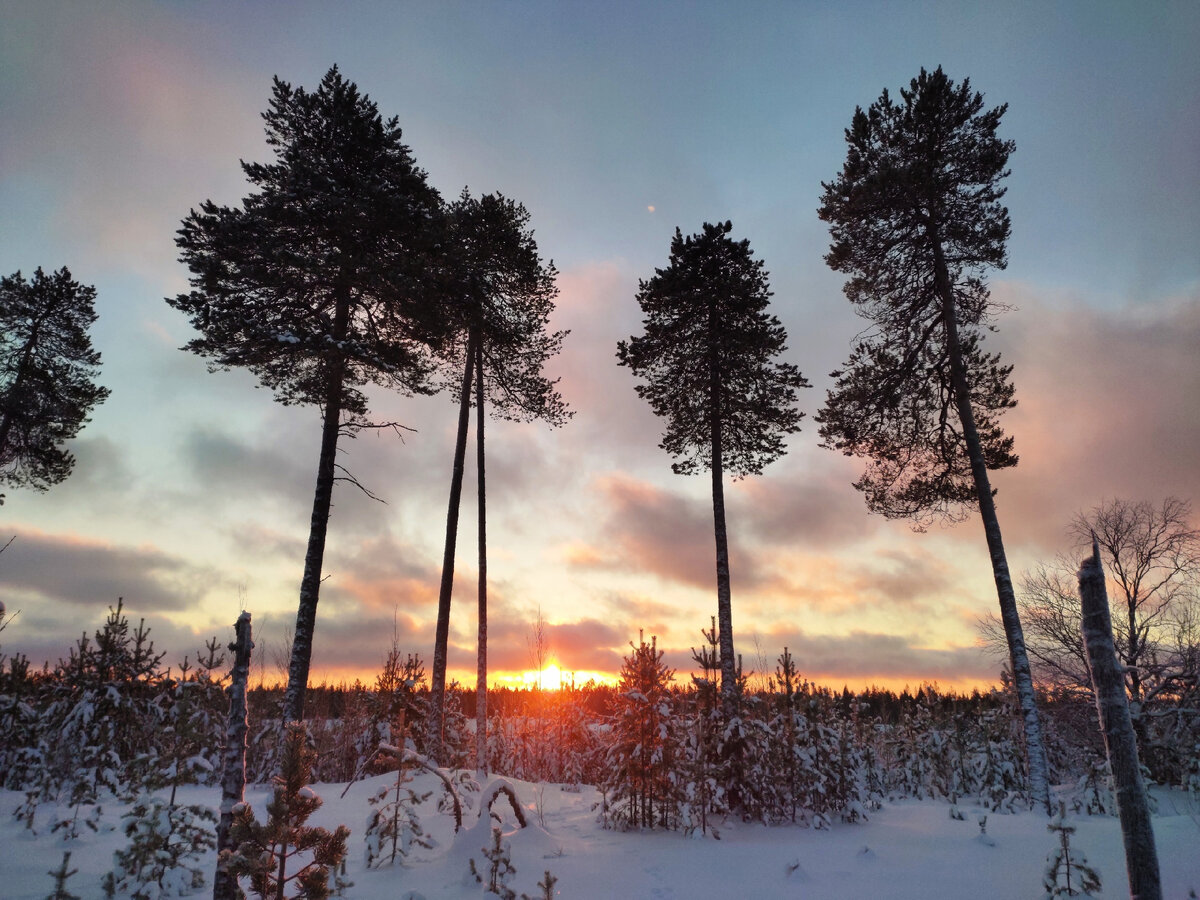 Таёжный лес