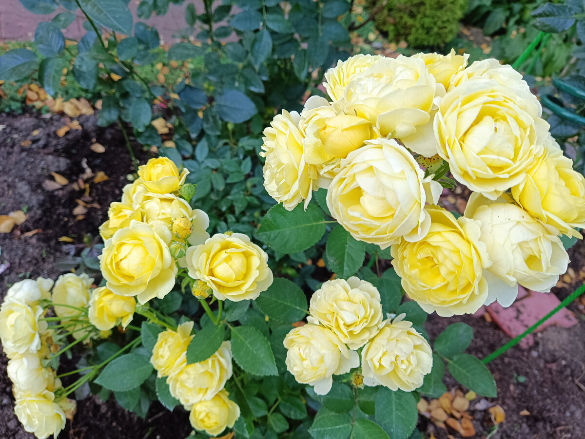 Голден Бордер, 2023