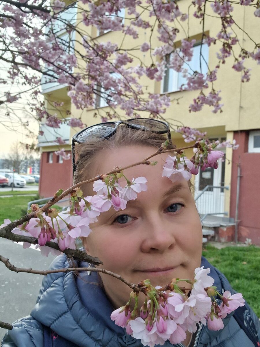  у нас уже сакура зацвела, конечно, не смогла удержаться и сделала селфи)