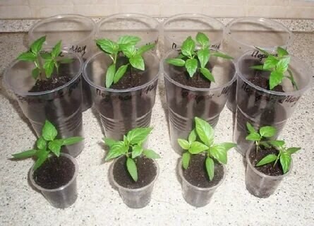 Сроки посадки томатов на рассаду. Рассада помидор после пикировки. Рассада помидор. Сроки высадки семян томатов на рассаду. Сроки высадки семян томатов на рассаду.