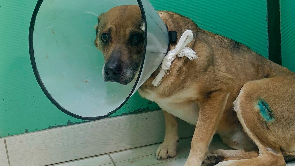 Ася. У неё уже почти всё зажило, но ветеринарные манипуляции еще требуются, поэтому тоже возим в клинику