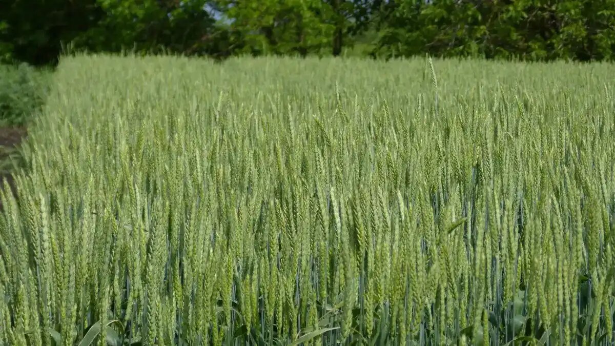 Фото:© Светлана Даренских / Glavagronom.ru В США оценили риск для здоровья людей и экологии инсектицида малатион