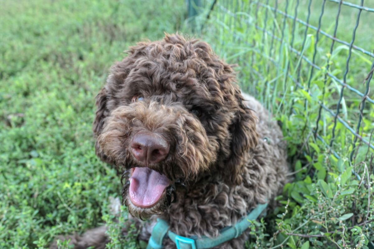 Лаготто-романьоло