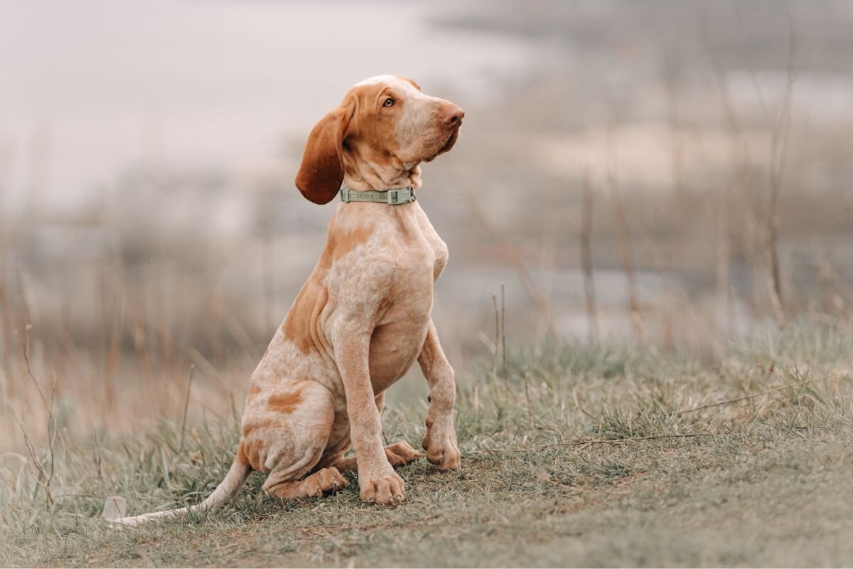 Итальянский бракк