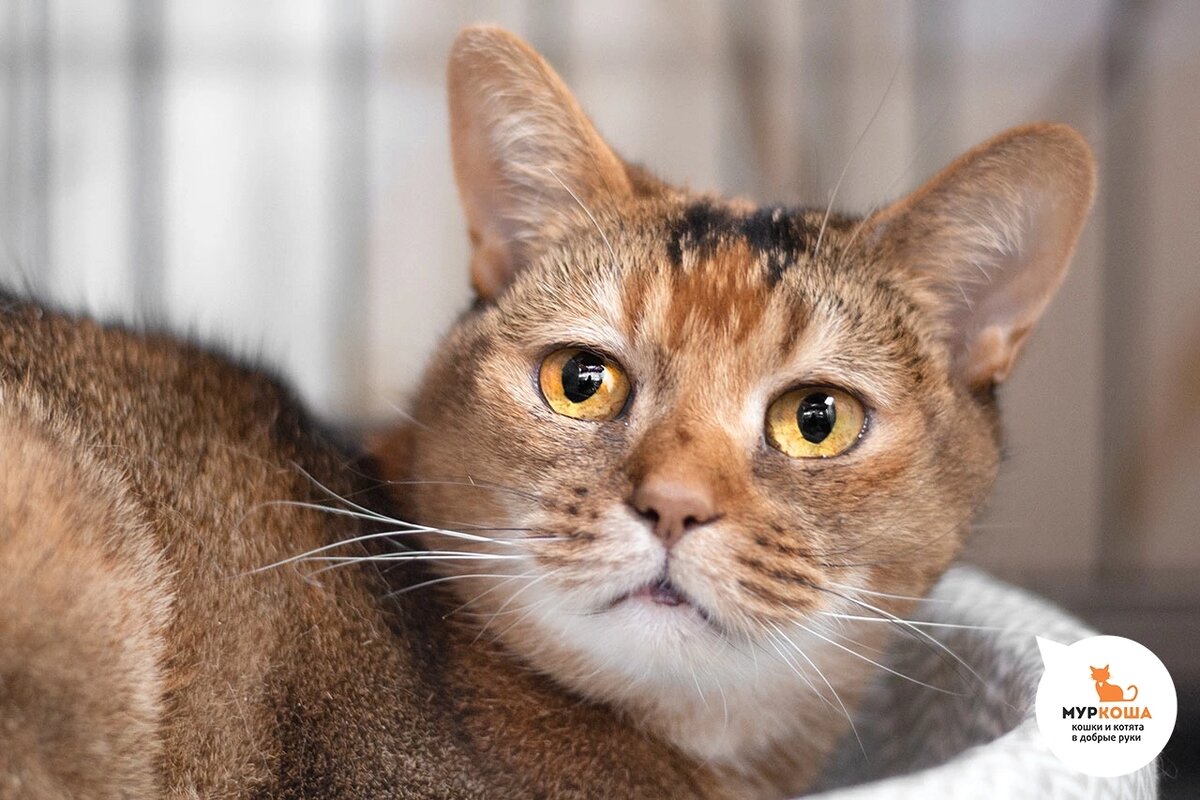 Айшвария домашняя кошечка.