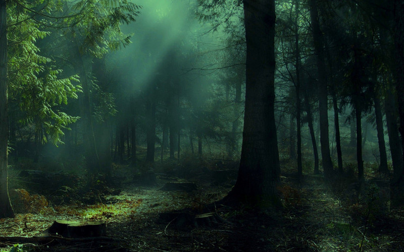 Человечье сердце леса