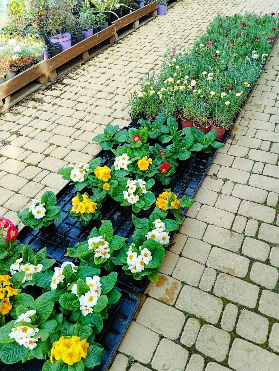 Новая рассада цветов в Садовом центре