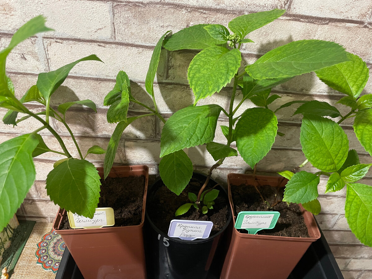 Метельчатые гортензии уже готовы к продаже