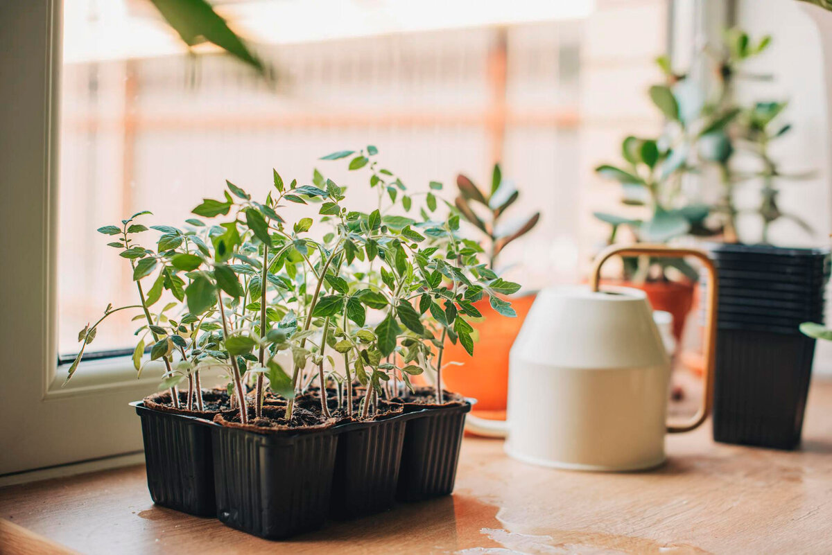 Готовим рассаду к весне