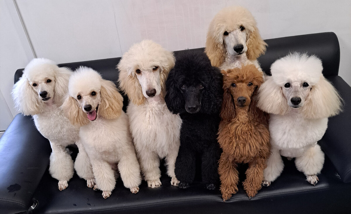 Паштет, Маркиз, Лео, Сантик, Веня, Дюша, Ефим