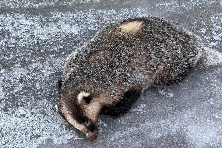    Фото «Тогучинская газета»