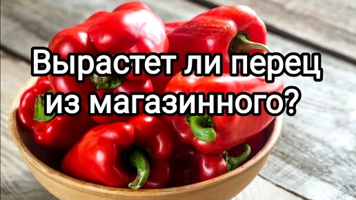 выращиваем рассаду. можно ли сажать семена перца. прорастание семян огурца. можно ли сажать семена перца. посев семян томатов.