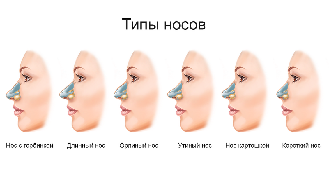 Источник:  doctorgrig.ru |  Физиогномика – это не наука, а метод, в то время как Артур Томсон предложил именно научную гипотезу формирования частей тела