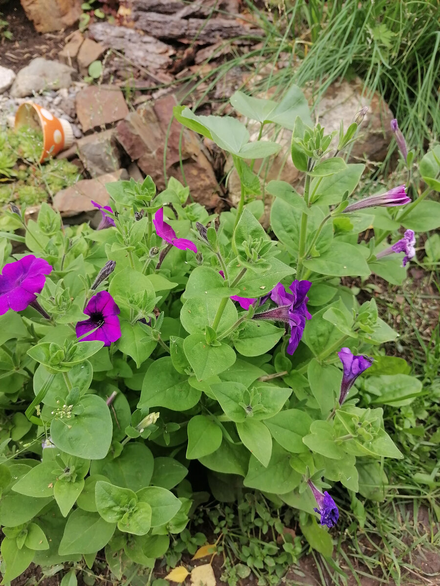 это петунья из самосева