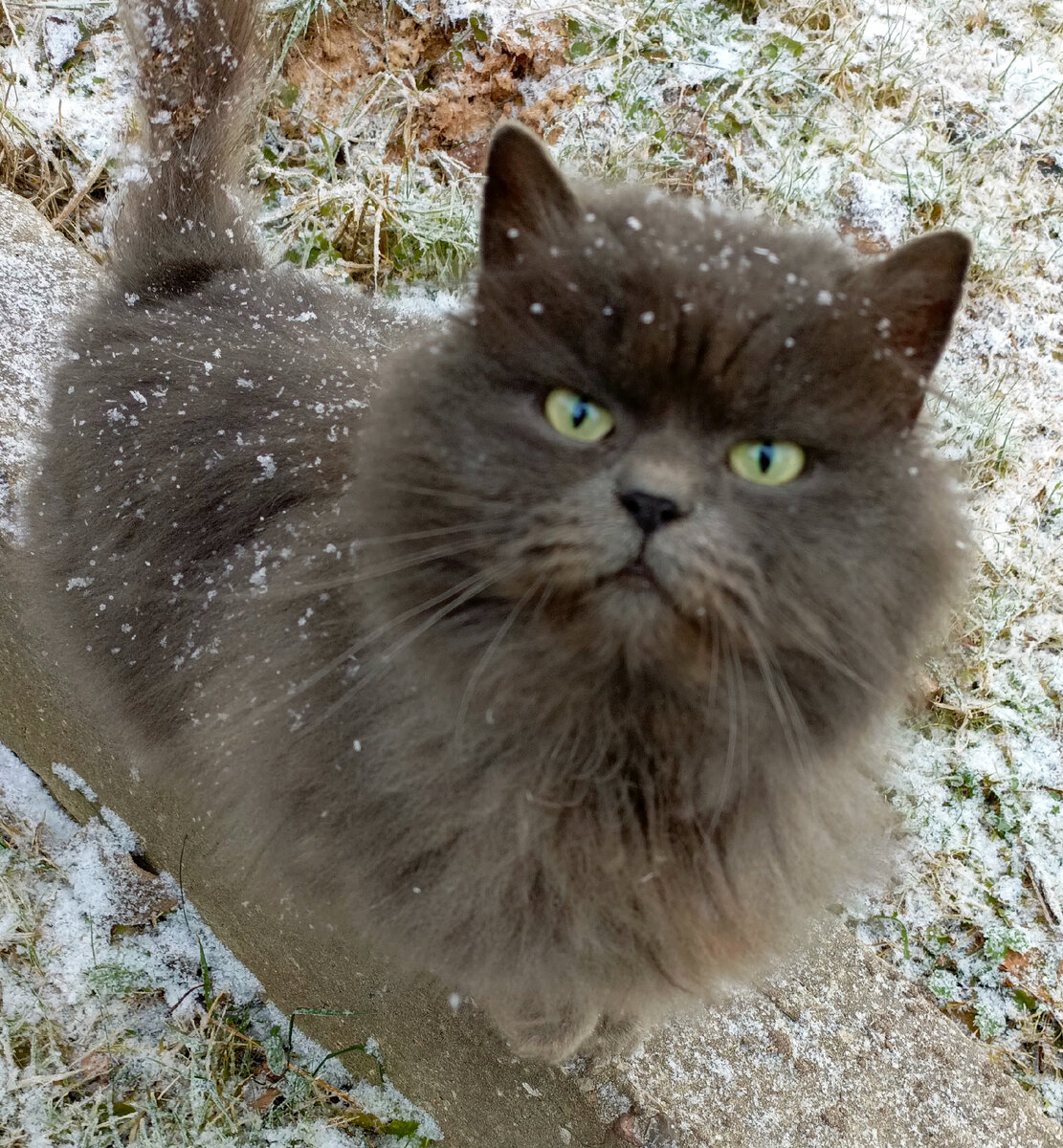 Кот домовой.