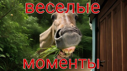 Смешные курьёзы и неожиданные ситуации: веселые моменты.