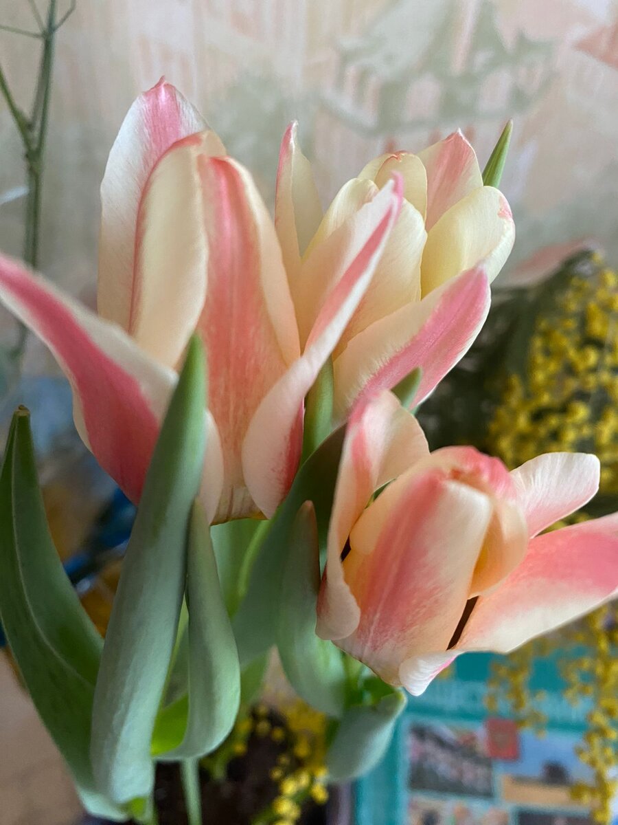 Дарила маме тюльпаны в горшке расцвели. 