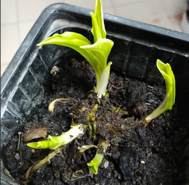 Хосты вместо одной прошлогодней почки раскрывают несколько