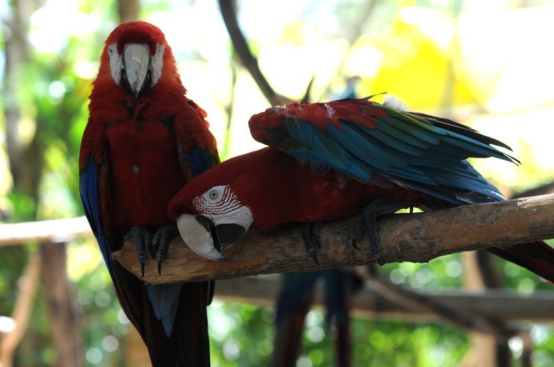 Попугаи ара в Manati-park