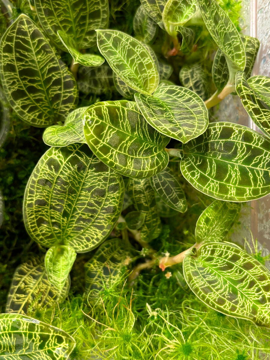 Драгоценные орхидеи Макодес Петола (Macodes Petola)