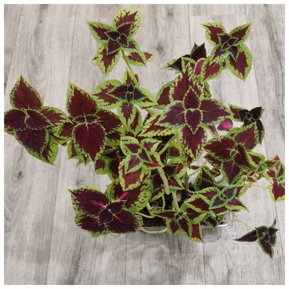 Тот же куст Колеуса