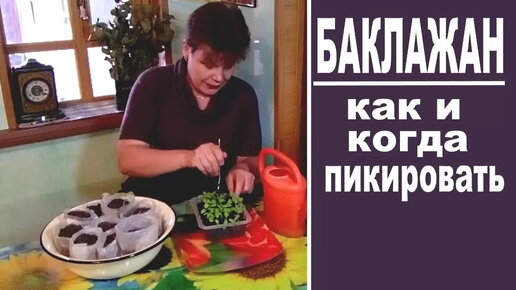 Рассада баклажан. Когда и как пикировать баклажаны Важно не опоздать с пикировкой