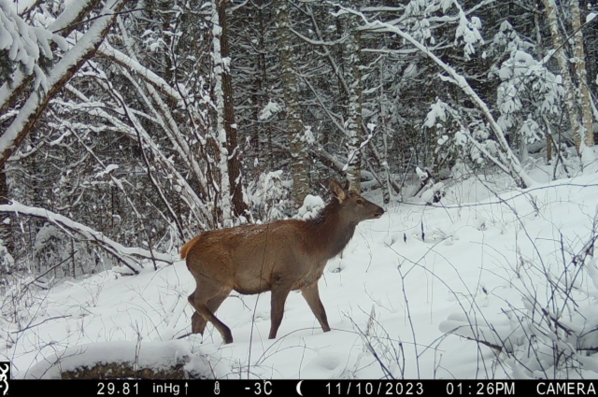    Лоси стали чаще попадать в объективы фотоловушек в Хабаровском крае