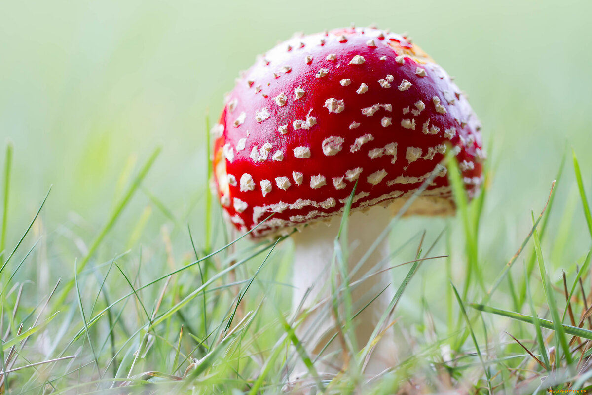 "Биг хахахум". Иллюстрация из открытых источников.