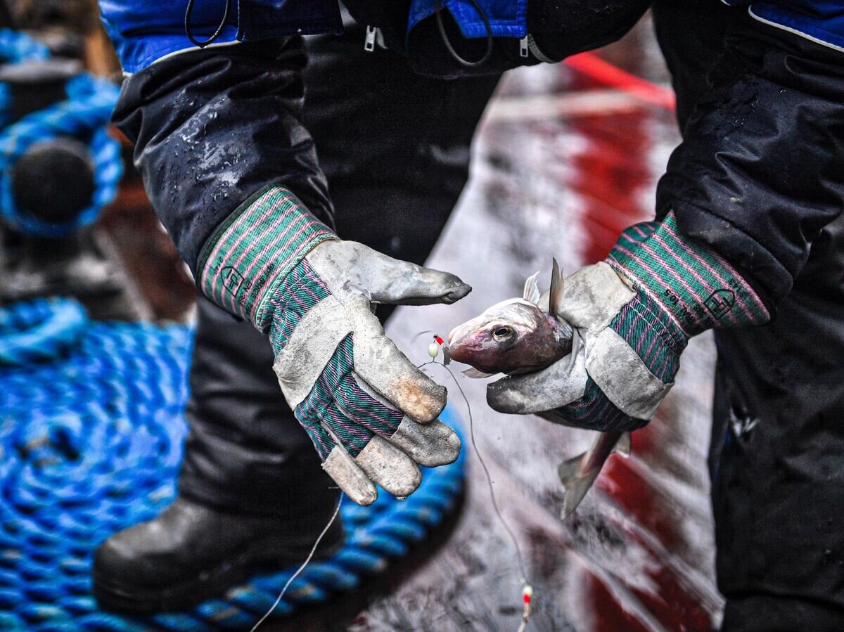 Рыбалка во время дрейфа парусного судна "Седов" в Баренцевом море© РИА Новости / Владимир Песня