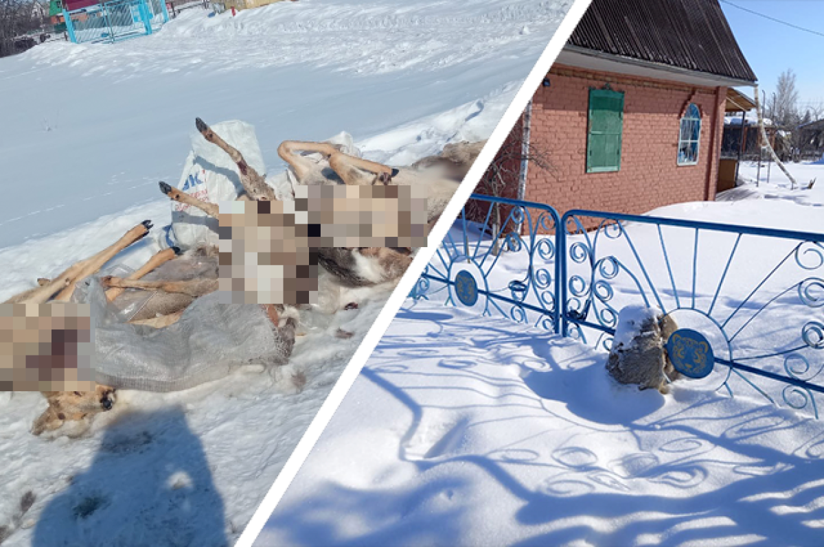    Мёртвые тела косуль омичи массово обнаружили на своих дачах.