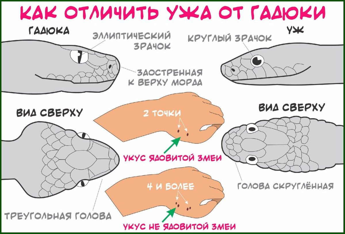 Змеи на участке. Как вытурить непрошенных гостей. | Золото Рук | Дзен