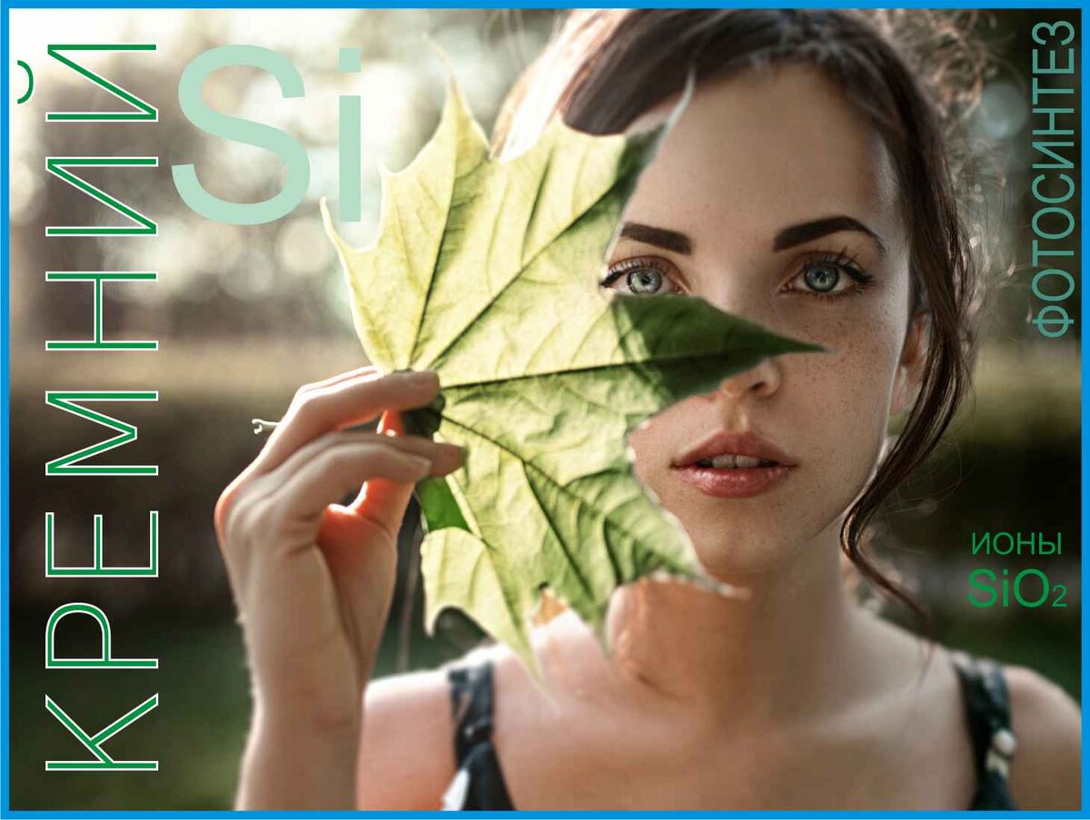 растения, природа, дерево, деревья, стволы, ветки, листва, листья, целлюлоза, полисахариды, полимеры кремния, кремниевые волокна, диоксид кремния, кремний, силициум, sio2, si, древесина, смола, смола деревьев,  фотосинтез, волокна растений, кремниевые структуры, 