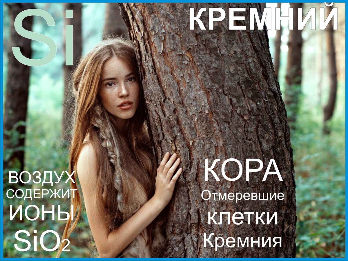 кора дерева, кора, листва, кремний, силициум, диоксид кремния, ионы диоксида кремния, кора отмершие клетки кремния, 