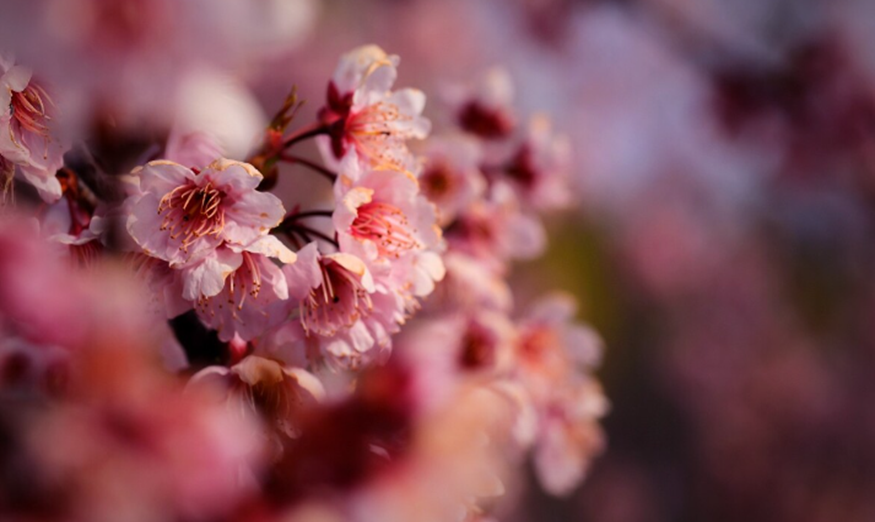 Сакура/инхуа/потккот. Источник: tuchong.com