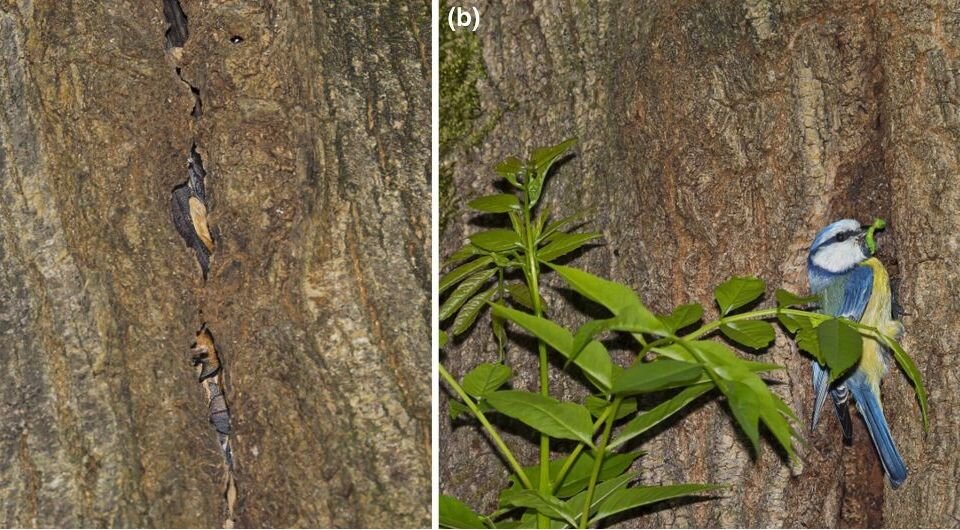   Danilo Russo et al. / Ecology and Evolution, 2024