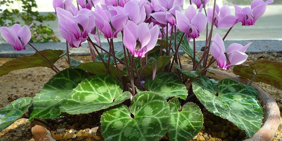 Как ухаживать за цикламеном?