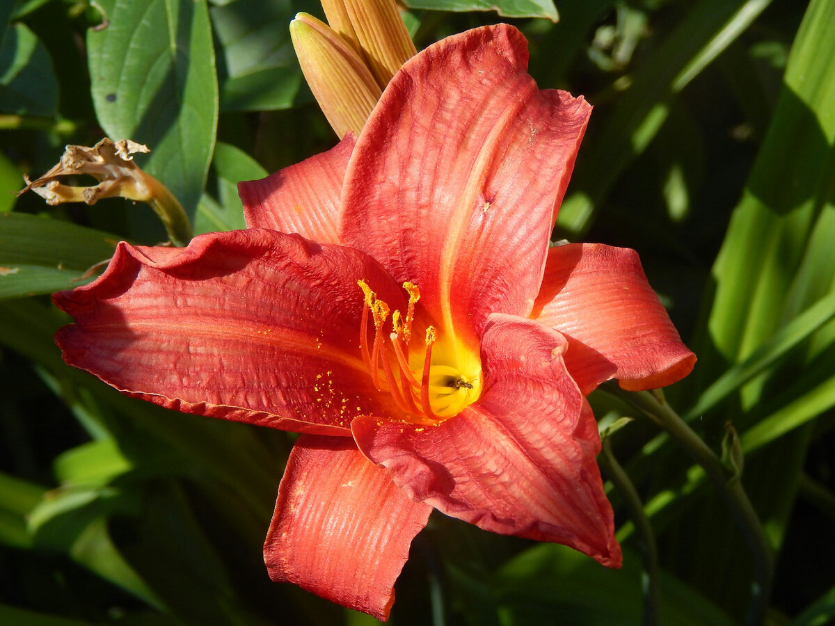 https://unsplash.com/s/photos/daylilies