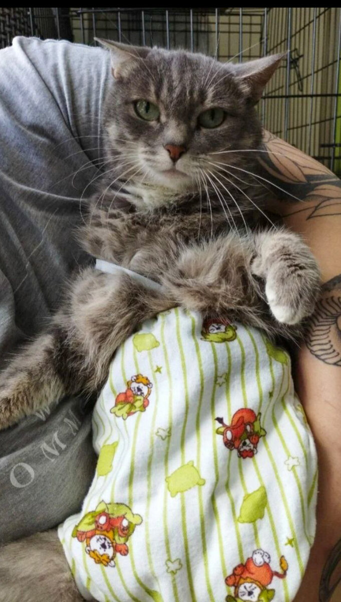 Если кто забыл - вот наша красавица-спинальница с тремя лапами Лаки😊