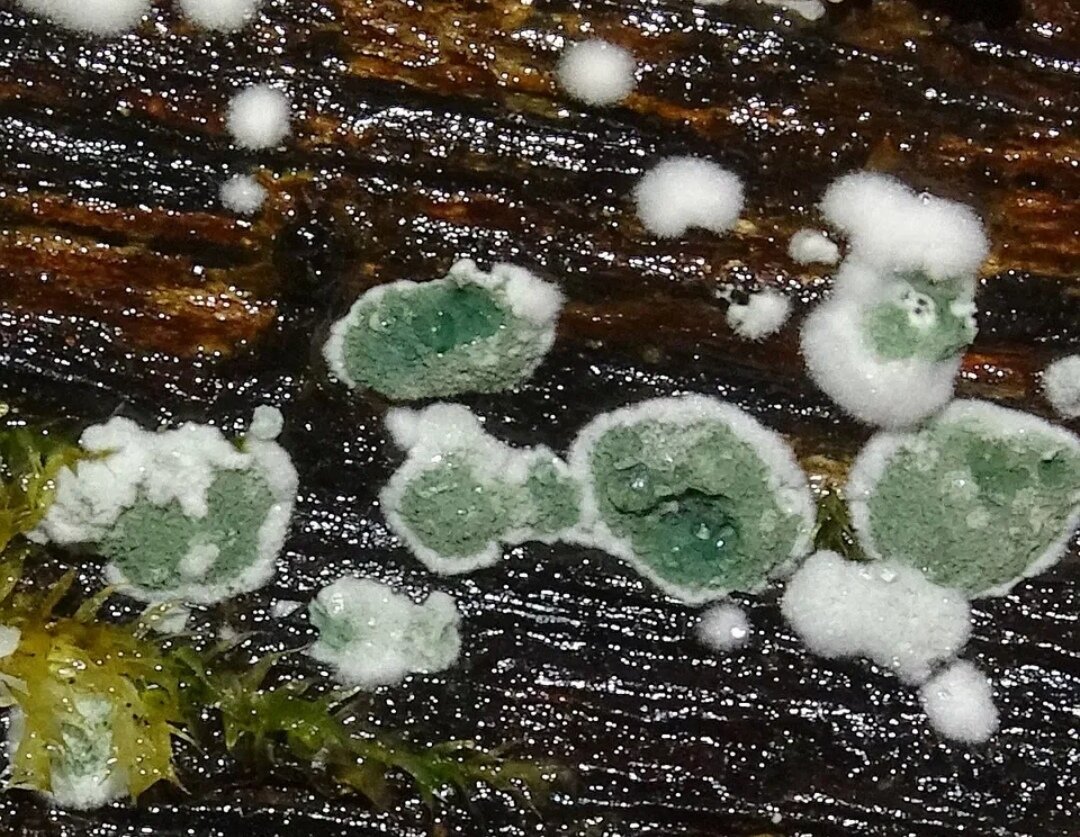 Гриб Триходерма