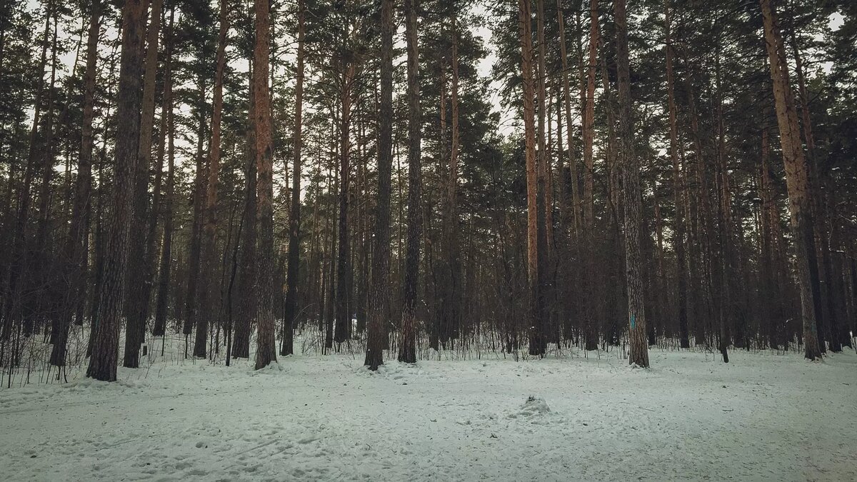     Охраняемая территория челябинского бора, который является памятником природы, увеличили с 14,79 га до 77,5 га, об этом сообщили в региональном правительстве.