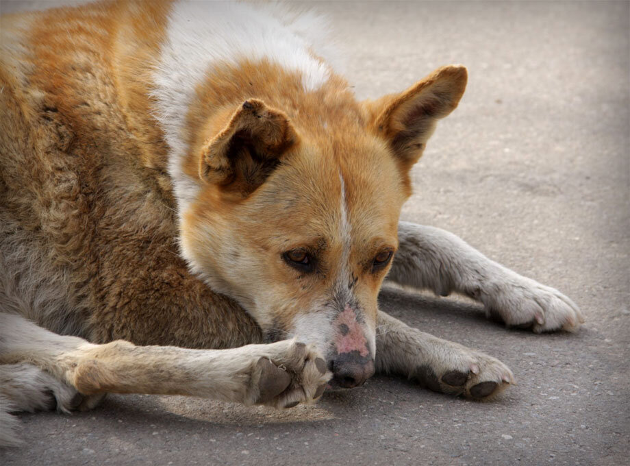Фото https://gazeta-birulevo-vostochnoe.ru/