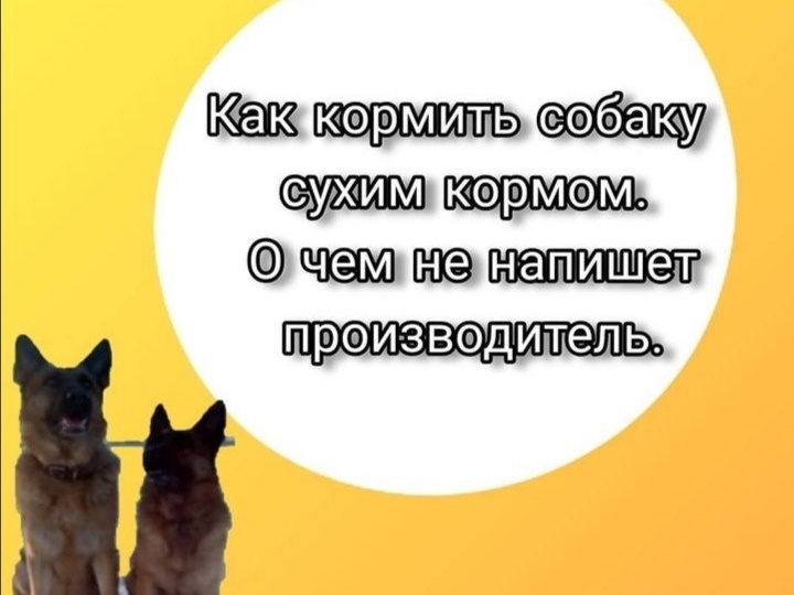 Как правильно кормить собаку сухим кормом