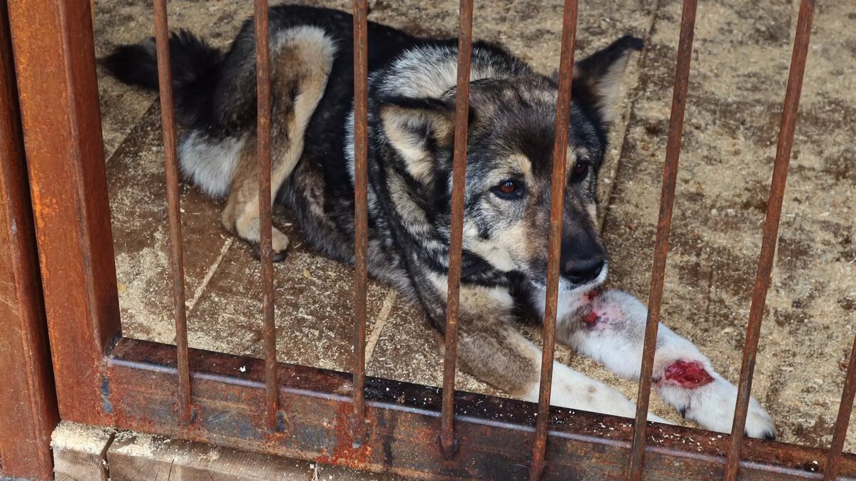     В полиции Краснодара сообщили о проверке, которую проводят по факту выявленной в сети информации о жестоком обращении с животным.