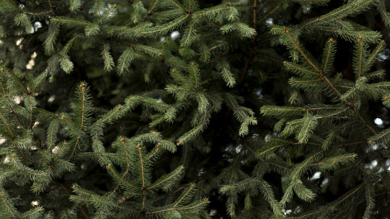     Хвоя для переработки в хвойную муку. Источник: freepik.com/Freepik