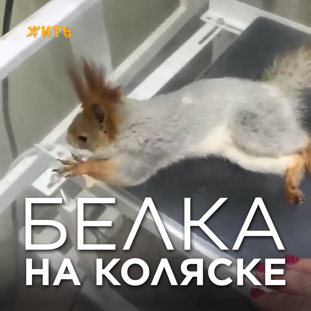 Слабеющего бельчонка в парке Ростова нашёл мальчик. Малыш был ранен. Когда бедолажку передали волонтёрам, оказалось, что у него сломан позвоночник. Передвигаться он мог только ползком😢 
Волонтёры не отчаялись и решили сделать из детской игрушечной машинки коляску, с помощью которой бельчонок Степа сможет относительно нормально передвигаться.

В любой ситуации есть выход. Здоровья малышу🙏🙏🙏
