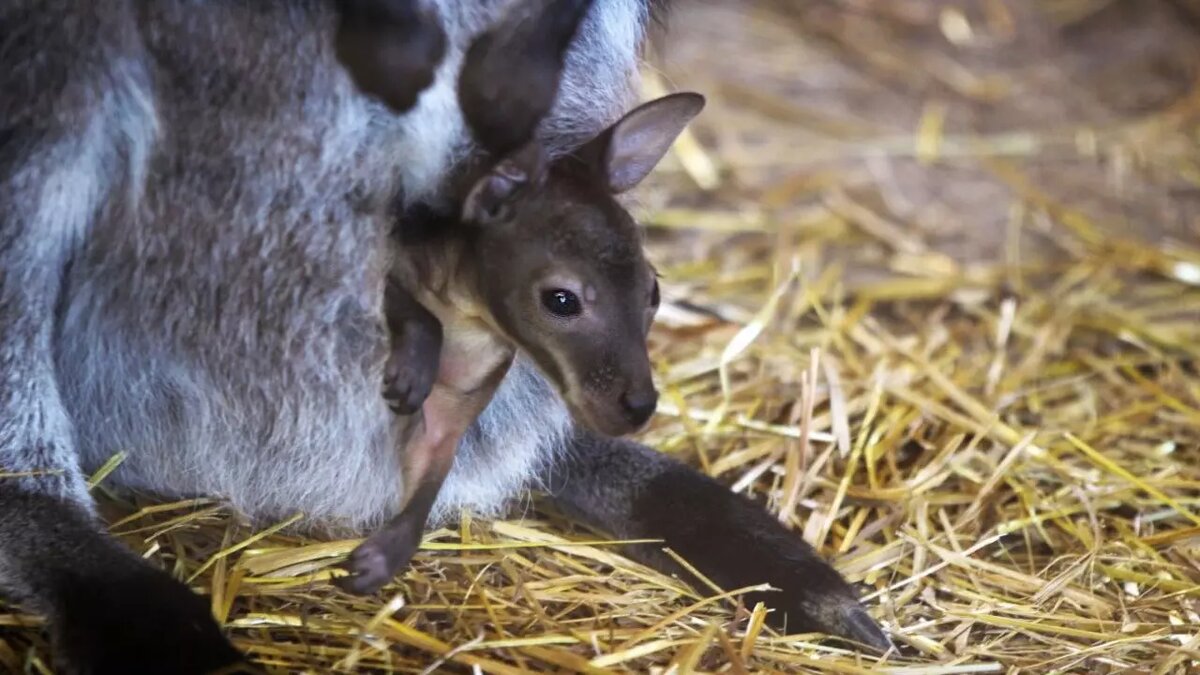     Три самки кенгуру Беннетта, обитающие в нижегородском «Лимпопо», стали мамами с разницей в несколько недель. Фотографиями малышей поделились сотрудники зоопарка в социальных сетях.