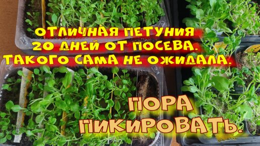 посадка перца февраль 2024г. посадка перца на рассаду в 2023 в феврале. семена для рассады. перцы на рассаду в феврале 2024 года. рассада.