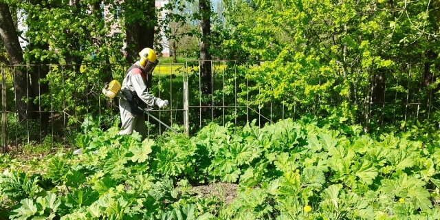    Землевладельцев, чьи участки заросли борщевиком Сосновского, ждут штрафы