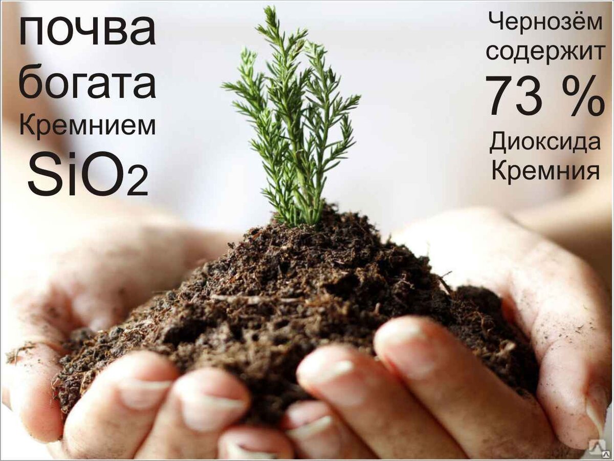 растения, природа, дерево, деревья, стволы, ветки, листва, листья, целлюлоза, полисахариды, полимеры кремния, кремниевые волокна, диоксид кремния, кремний, силициум, sio2, si, древесина, смола, смола деревьев, фотосинтез, волокна растений, кремниевые структуры,